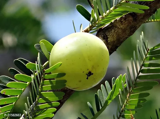 Fast-Growing Amla Tree - Quick to Fruit-thumb0