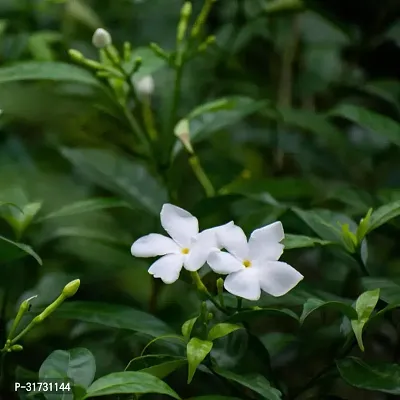 Potted Jasmine Plant - Easy Care and Fragrant-thumb0