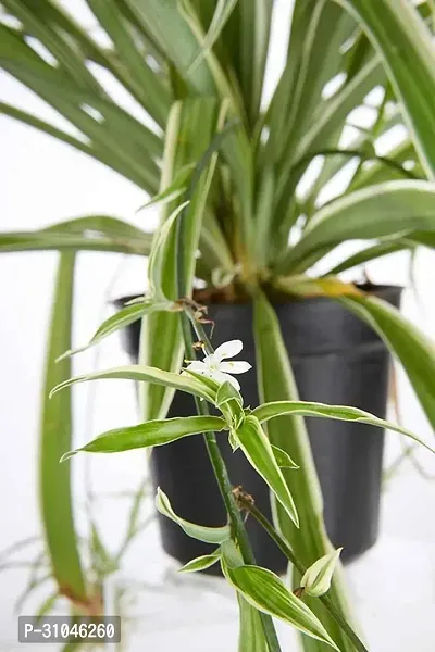 Spider Plant - Perfect Indoor Plant for Fresh Air-thumb0