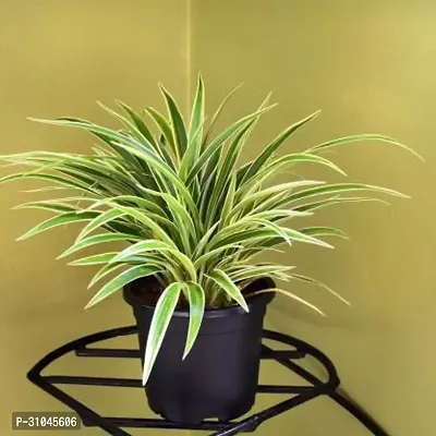 Healthy Spider Plant - Beautiful Indoor Decor-thumb0