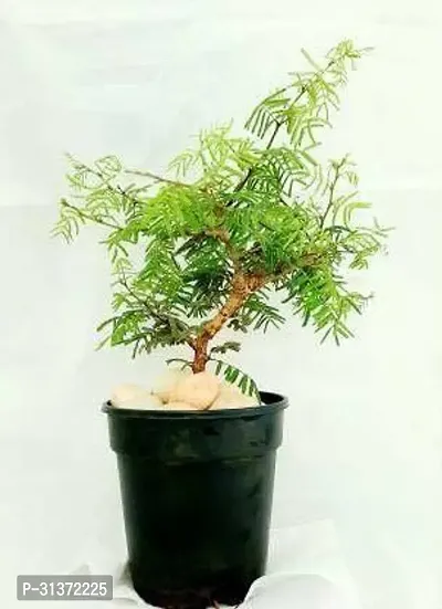 Decorative Shami Plant for Living Spaces-thumb0