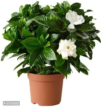 Live Jasmine Plant - Beautiful and Fragrant Addition-thumb0