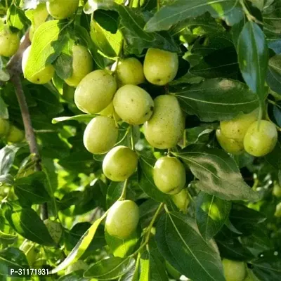 Hardy Ber Apple Tree - Disease Resistant-thumb0