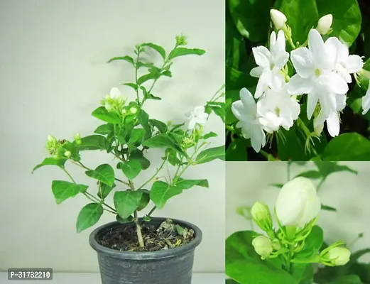 Potted Jasmine Plant - Easy to Grow and Maintain-thumb0