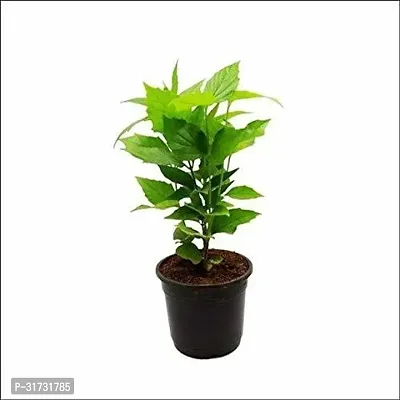 Jasmine Plant for Home Decor - Aromatic and Easy to Grow-thumb0