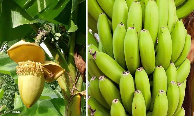 Cold Hardy Banana Tree - Perfect for Outdoor Planting-thumb0