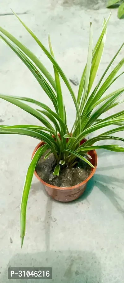 Spider Plant with Pot - Low Maintenance Indoor Greenery-thumb3