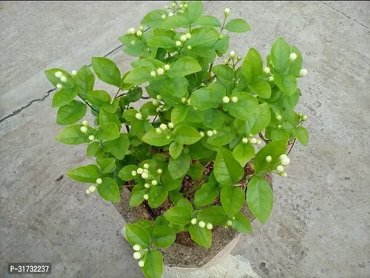 Live Jasmine Plant - Beautiful and Aromatic-thumb0