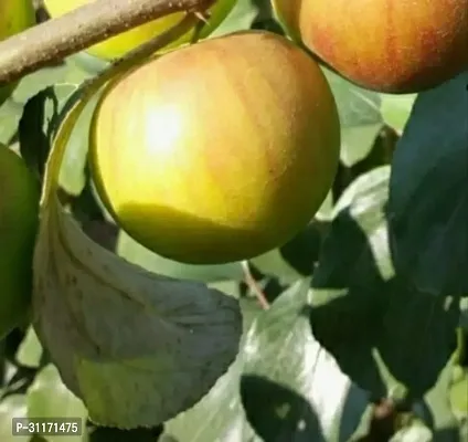 Ber Apple Plant - Backyard Essential-thumb0