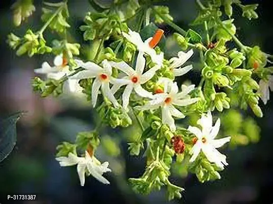 Potted Jasmine Plant - Ideal for Patios and Gardens-thumb0