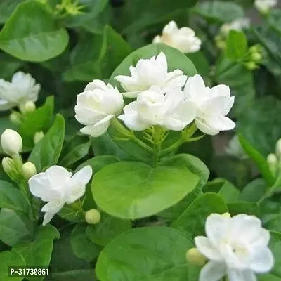 Easy-to-Grow Jasmine Plant with Flowers-thumb0