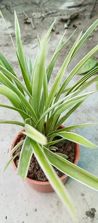 Chlorophytum comosum - Spider Plant in 4-Inch Pot-thumb1