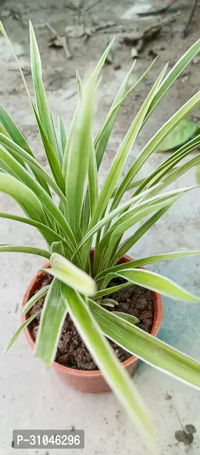 Chlorophytum comosum - Spider Plant in 4-Inch Pot-thumb2