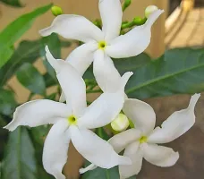 Live Jasmine Plant - Adds Freshness and Fragrance-thumb1