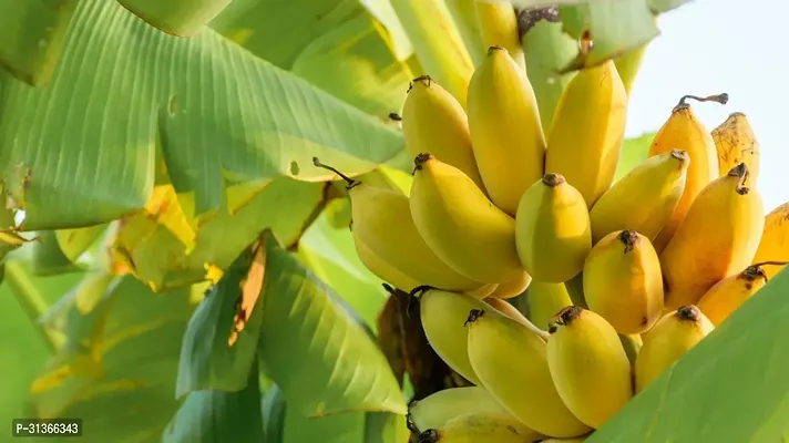 Fruit-Bearing Banana Plant - Homegrown Bananas-thumb0