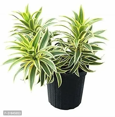 Air Purifying Spider Plant - Ideal for Home and Office-thumb0