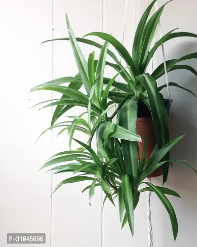 Spider Plant - Easy to Grow Indoor Plant-thumb0