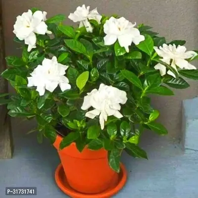 Potted Jasmine Plant - Perfect for Indoor and Outdoor Decor