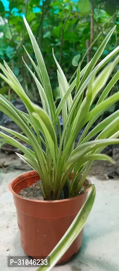 Chlorophytum comosum - Spider Plant in 4-Inch Pot-thumb3