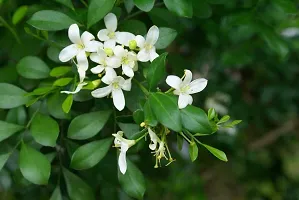 Healthy Jasmine Plant - Beautiful Blooms and Fresh Aroma-thumb1