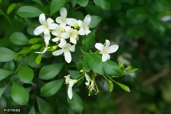 Healthy Jasmine Plant - Beautiful Blooms and Fresh Aroma-thumb2