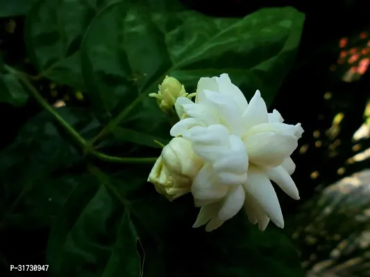 Live Jasmine Plant - Adds Beauty and Freshness-thumb0