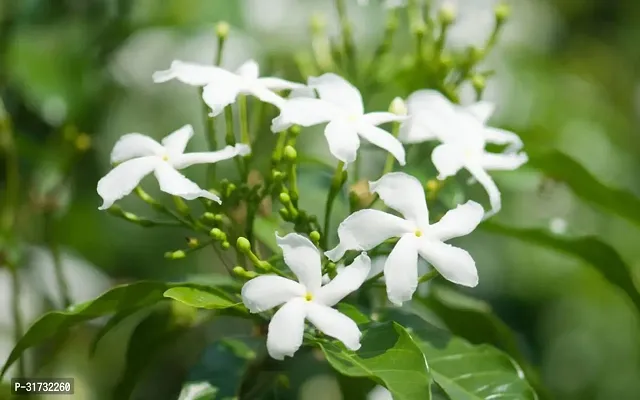 Seasonal Jasmine Plant for Blooms-thumb0