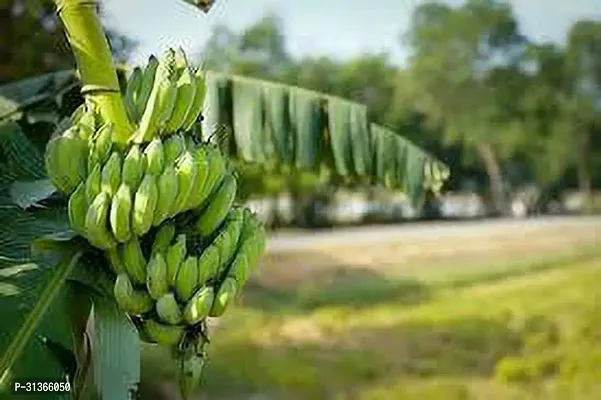 Cold Hardy Musa Basjoo Banana Plant - Live Tree-thumb0