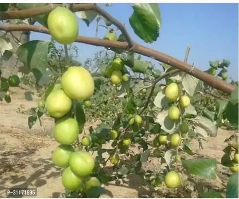 Hardy Ber Apple Tree - Disease Resistant-thumb2