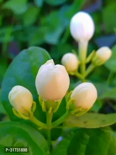 Jasmine Plant with White Flowers - Great for Aromatherapy-thumb0