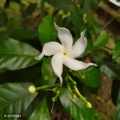 Potted Jasmine Plant for Easy Care-thumb0