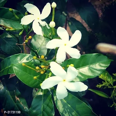 Fragrant Jasmine Plant - Adds Charm and Freshness-thumb0