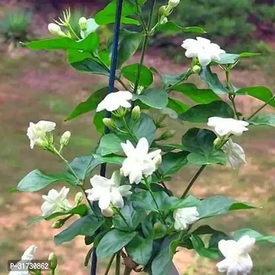 Hardy Jasmine Plant for Beginners-thumb0