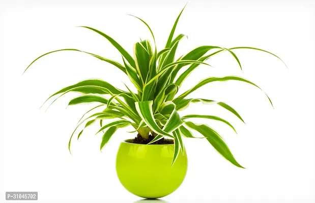 Spider Plant - Indoor Air Purifying Houseplant-thumb0