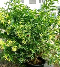 Healthy Jasmine Plant - Perfect for Any Room-thumb1