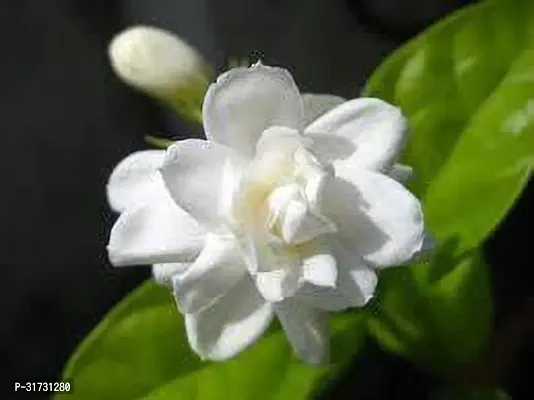 Fragrant Jasmine Plant for Relaxation-thumb0