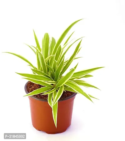 Healthy Spider Plant - Beautiful Indoor Decor-thumb0