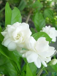 Fragrant Jasmine Plant - Ideal for Gift Giving-thumb1