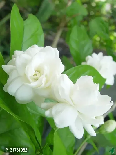 Fragrant Jasmine Plant - Ideal for Gift Giving-thumb2