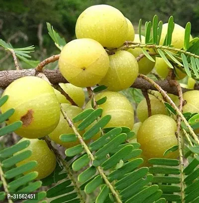 Resistant Amla Plant - Pest and Disease Free-thumb0