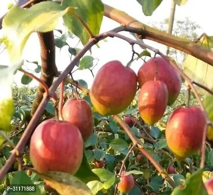 Hardy Ber Apple Plant - Disease Resistant-thumb0