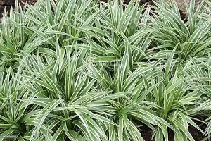 Chlorophytum comosum - Spider Plant in 4-Inch Pot-thumb1