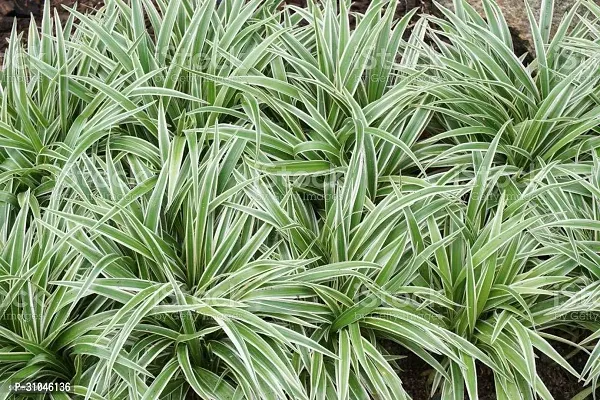 Chlorophytum comosum - Spider Plant in 4-Inch Pot-thumb2