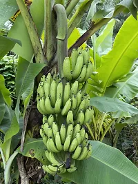 Mini Banana Tree - Perfect for Patios and Small Gardens-thumb1