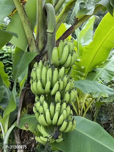 Mini Banana Tree - Perfect for Patios and Small Gardens-thumb2