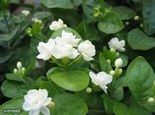 Live Jasmine Plant - Adds Beauty and Fragrance-thumb0