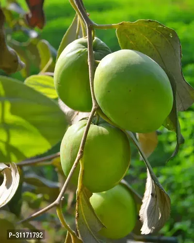 Ber Apple Plant - Climate Adaptable-thumb0