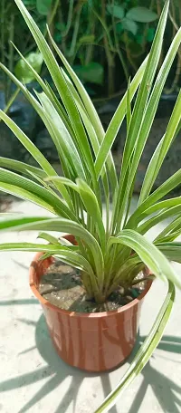 Spider Plant - Perfect Indoor Plant for Fresh Air-thumb2