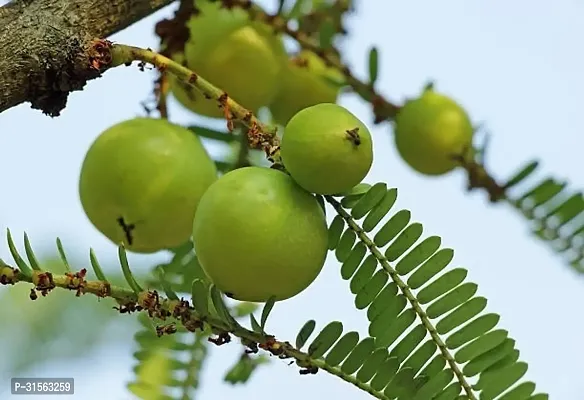 Healthy Amla Shrub - Boosts Immunity-thumb0