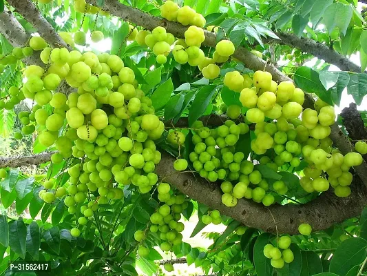 Fast-Fruiting Amla Plant - Quick Harvest-thumb0